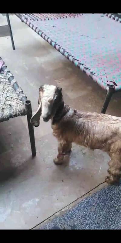  Nocha Bakra