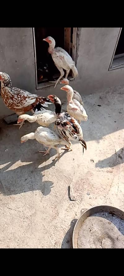 Aseel Chicks