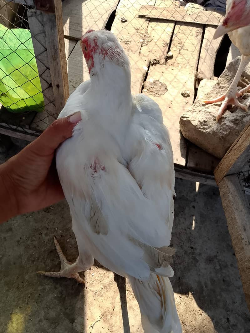 Aseel Chicks 1