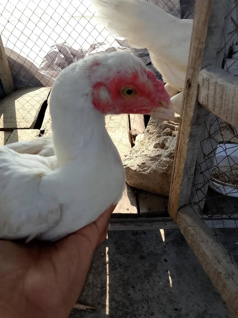 Aseel Chicks 3