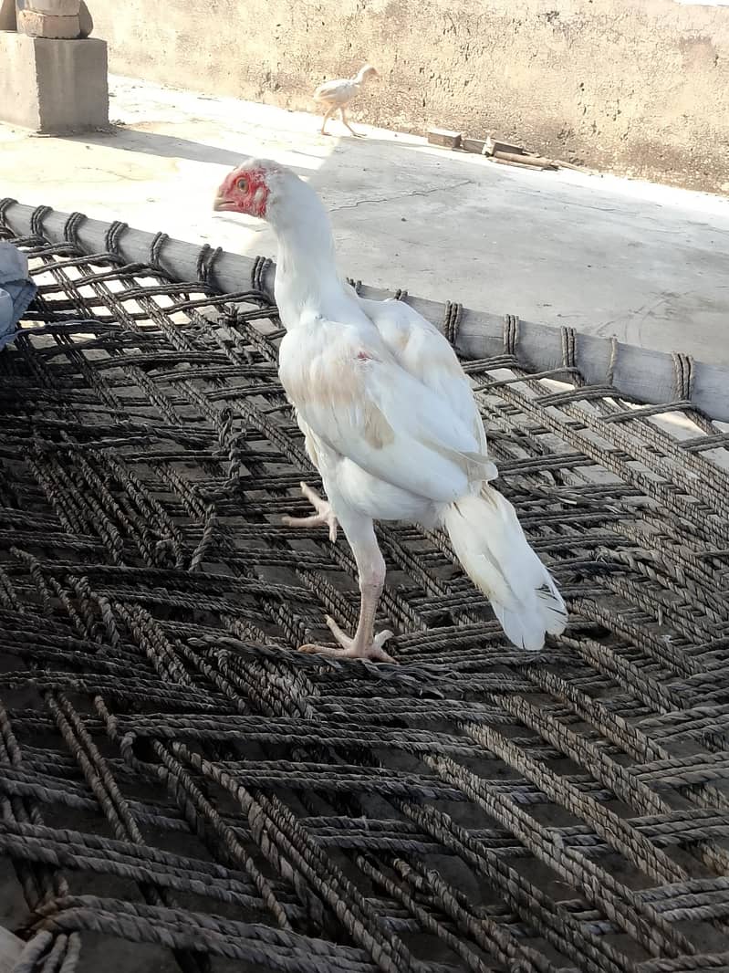 Aseel Chicks 4