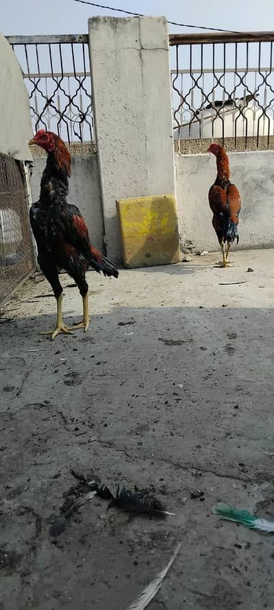 pur aseel hens