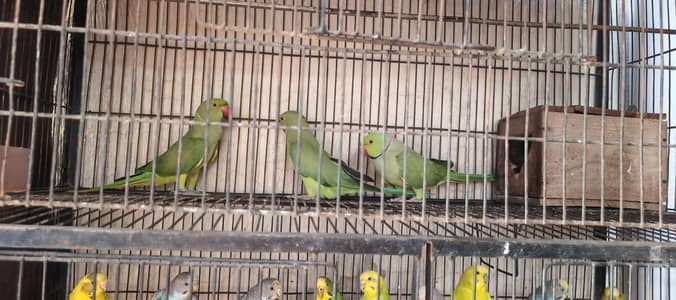 Raw breeder female ready for breed