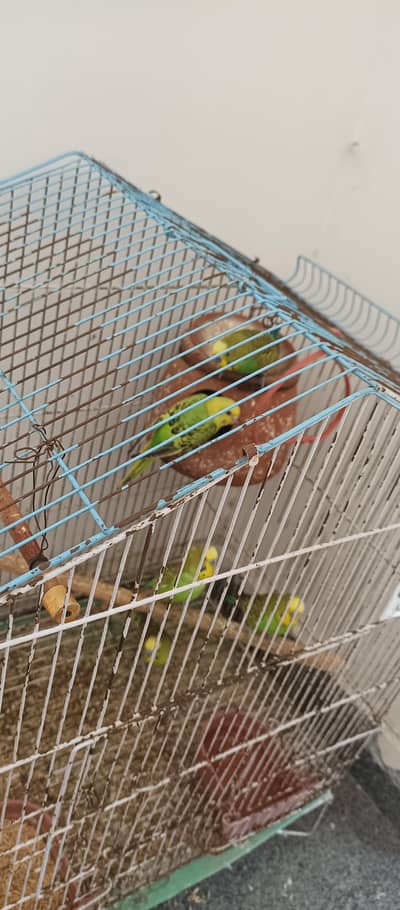 Australian Birds