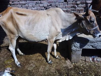 sahiwal cross cow