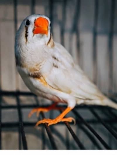 zebra finch only 1 with cage urgent sale