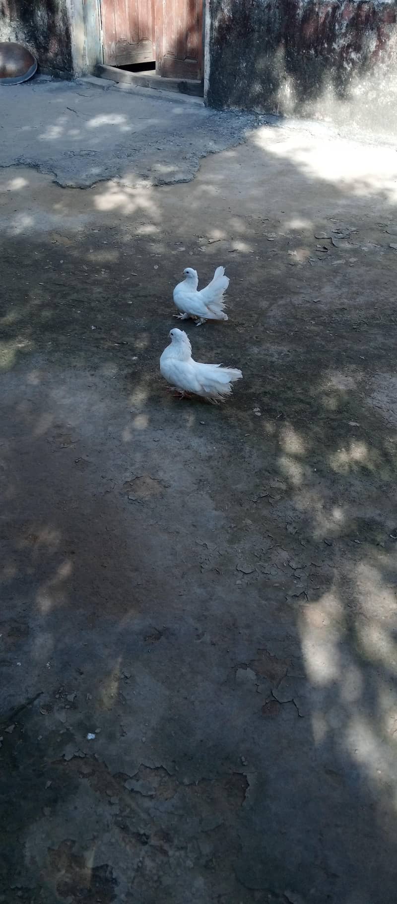 white laky 0