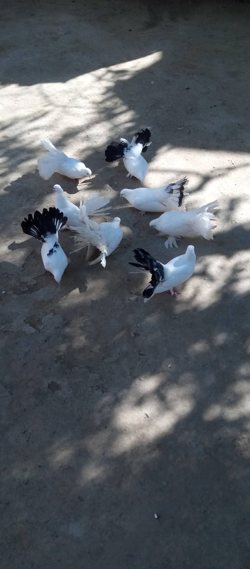 white laky 1