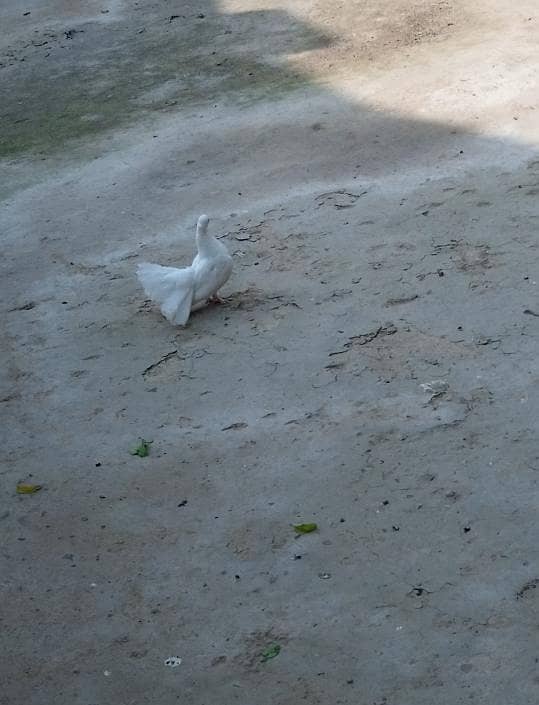 white laky 3