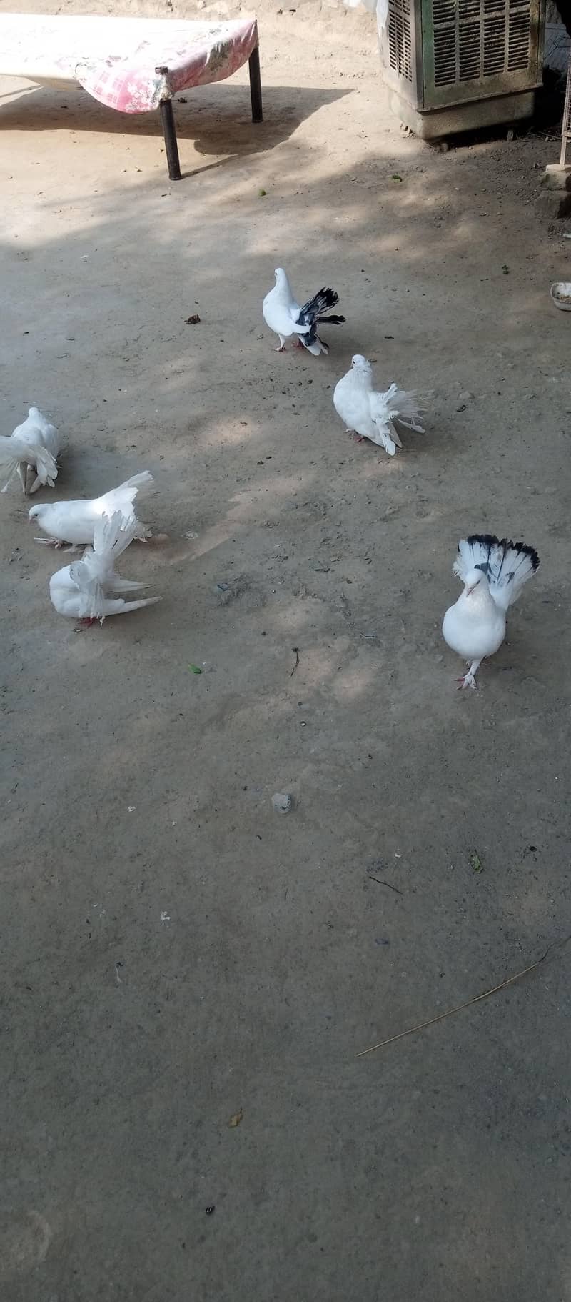 white laky 4
