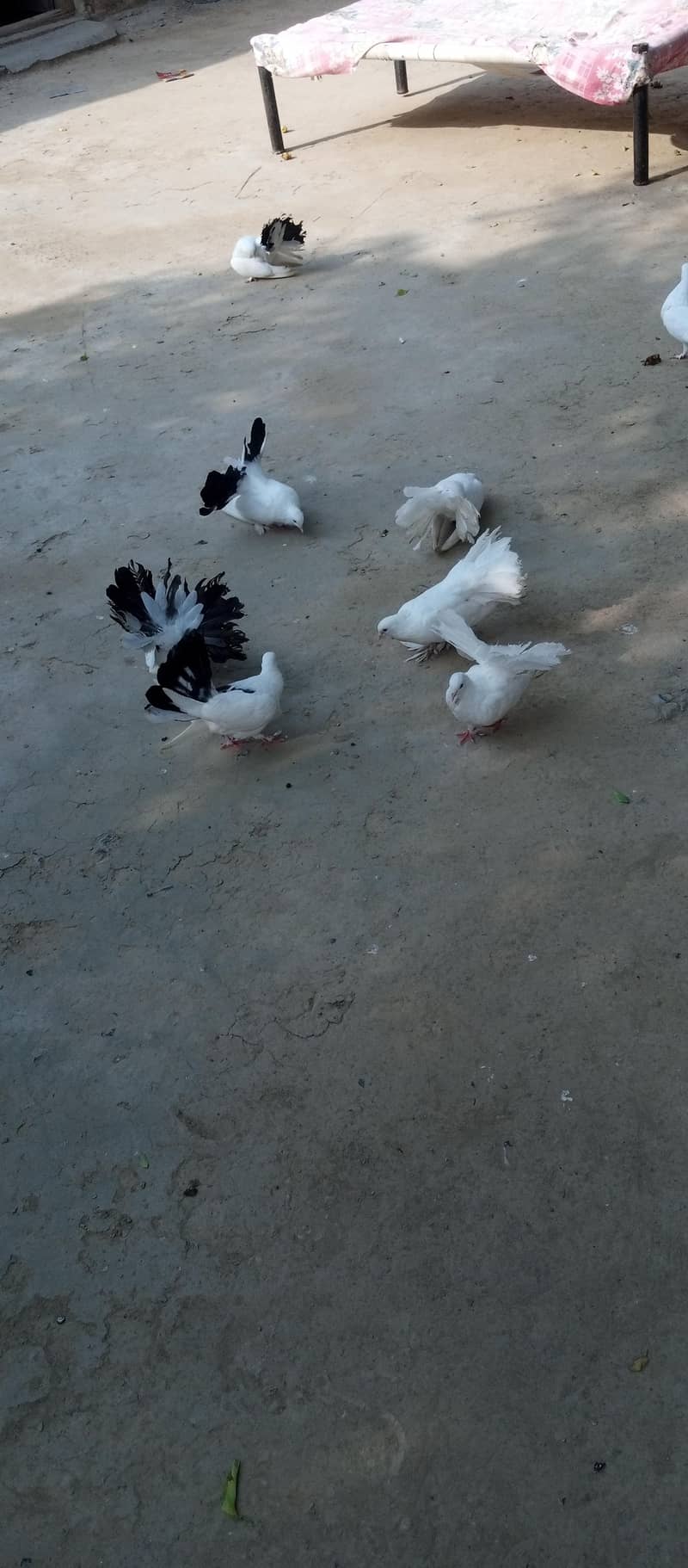 white laky 5