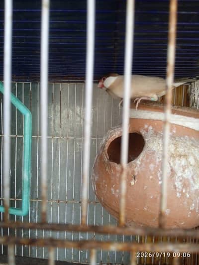 Fawn jawa and albino jawa 03710268160