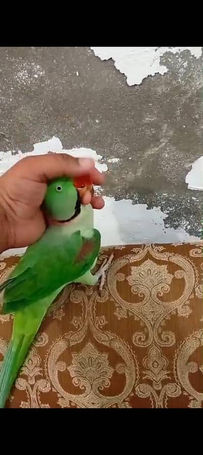 raw breeder male full talking full hand tem