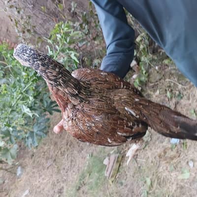 aseel madi arjent sale
