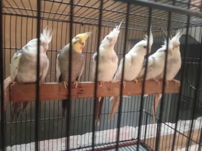 cocktail breeder male