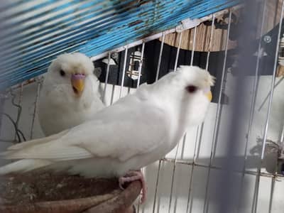 budgies and coactail available for sale