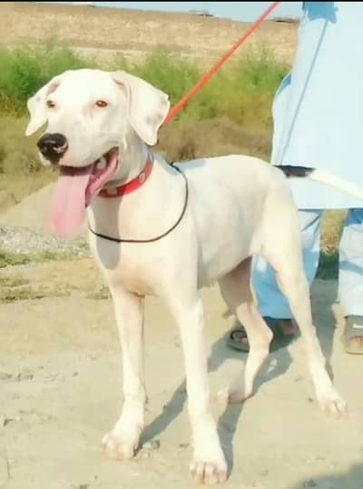 Bully female for sale age 1 month old full security dog