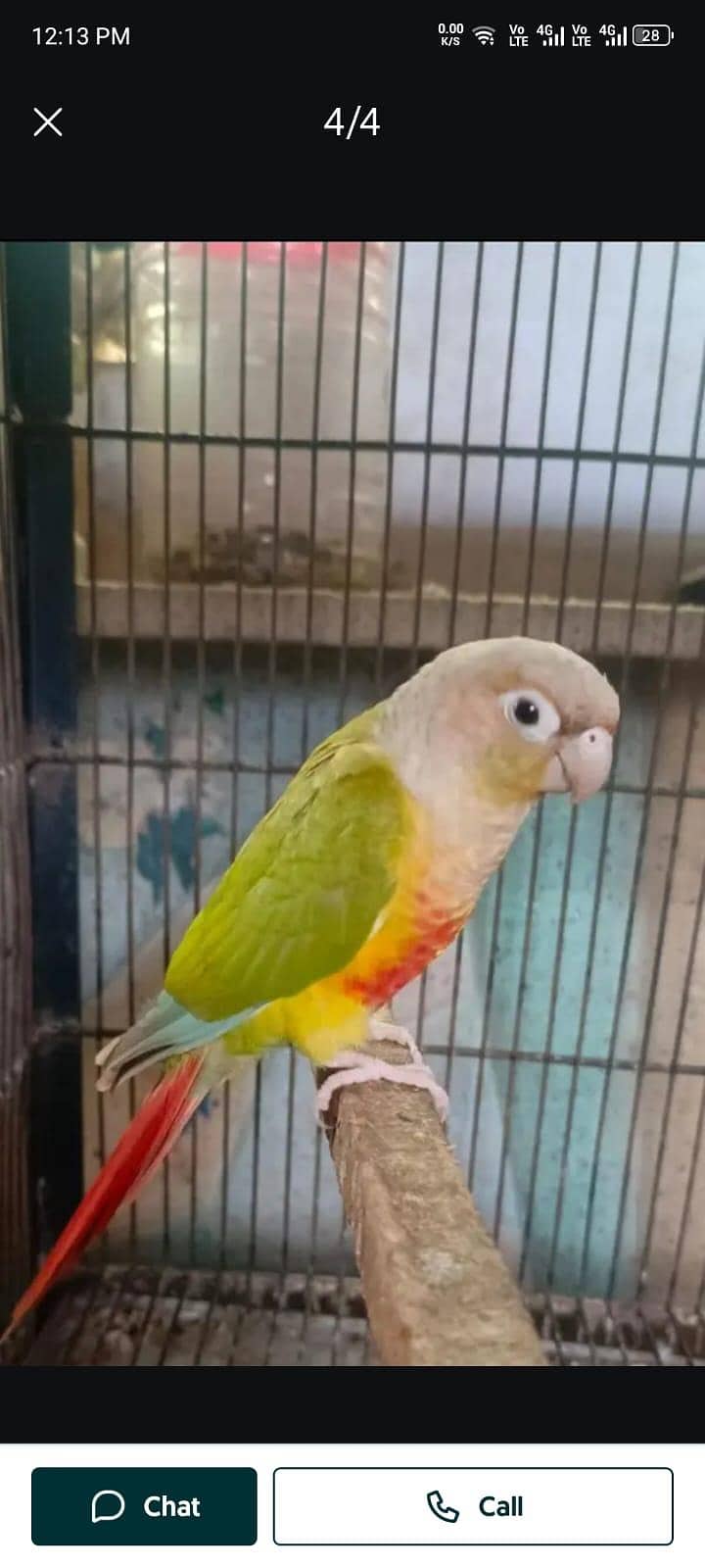 Cinamon conure 0