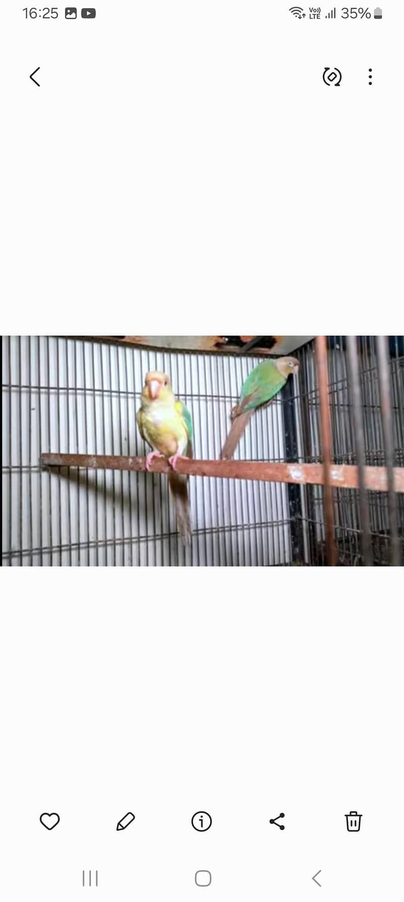 Cinamon conure 2