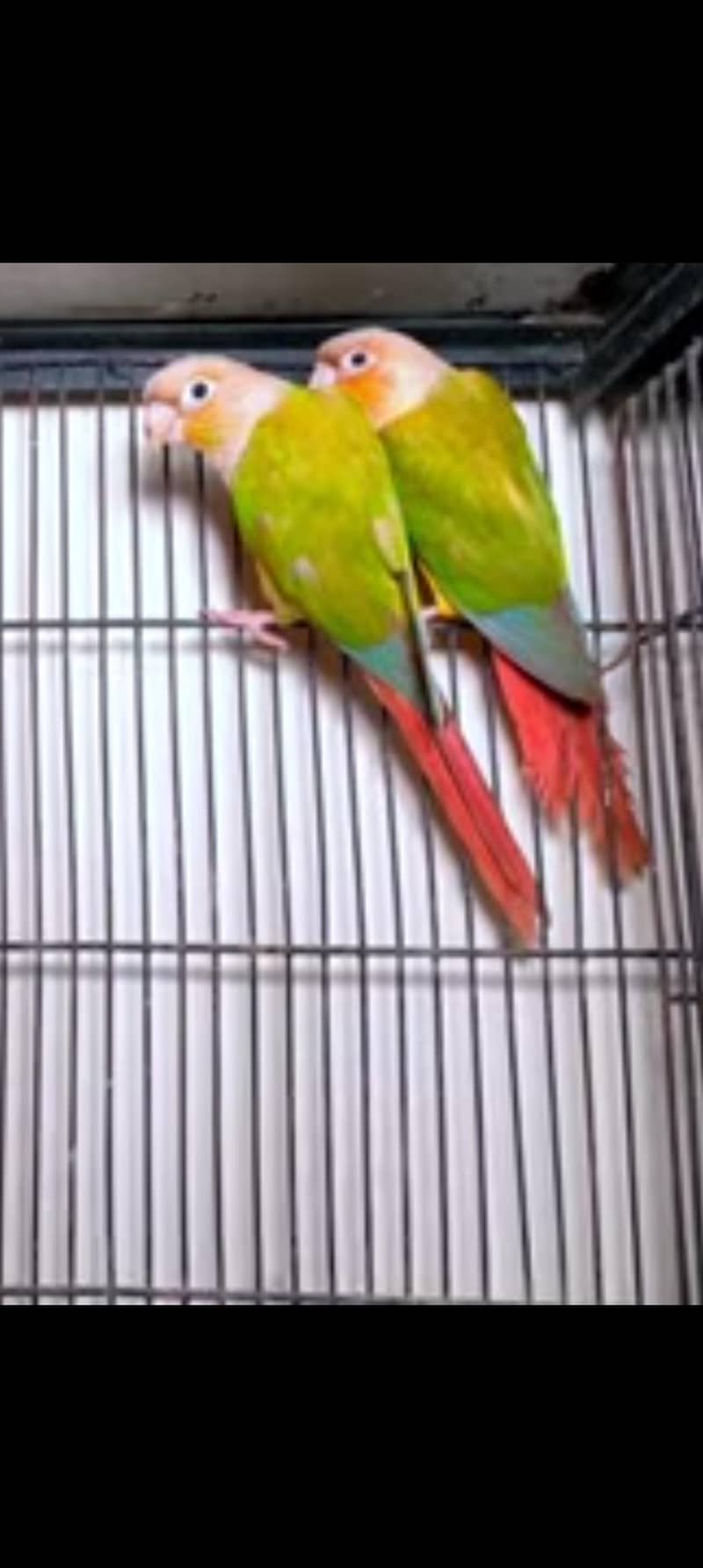 Cinamon conure 3