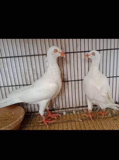 Danish big size pair