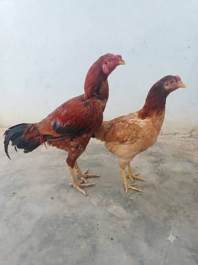 Sindhi nasal murgha with aseel murghi. Pair