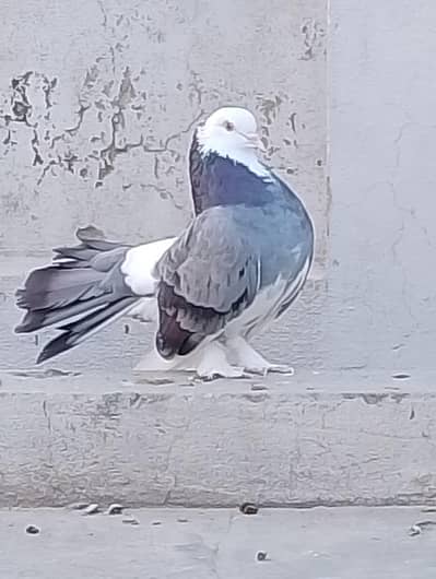 Indian fantail pigeons. beautifull pigeons