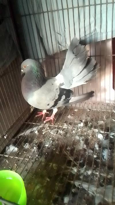 Laka breeder male for sell 0312/496/21/95 call or watsapp
