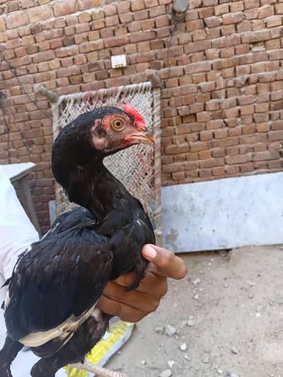 Aseel chicks