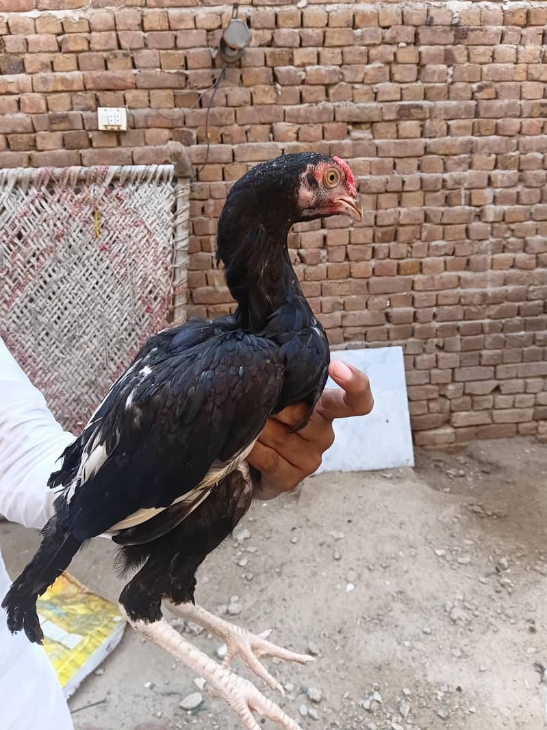 Aseel chicks 1
