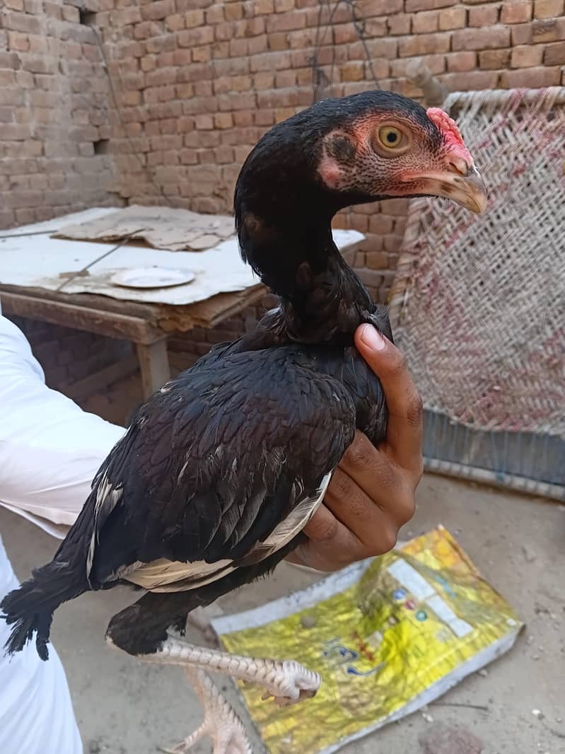 Aseel chicks 2
