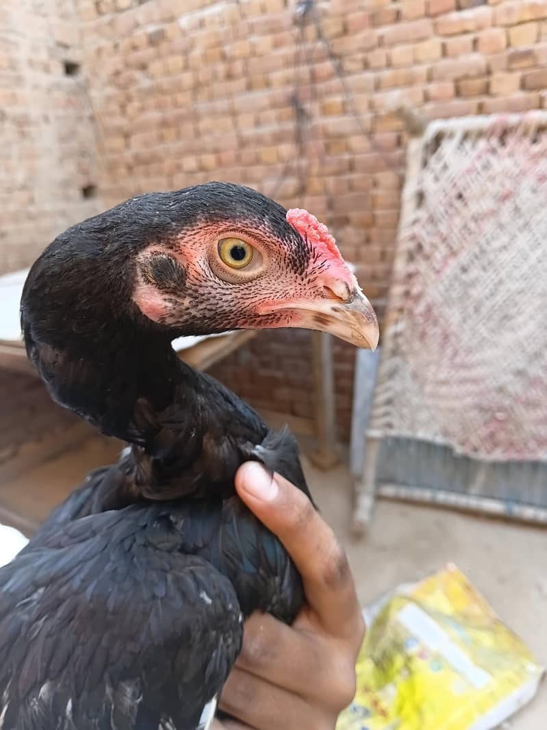 Aseel chicks 3