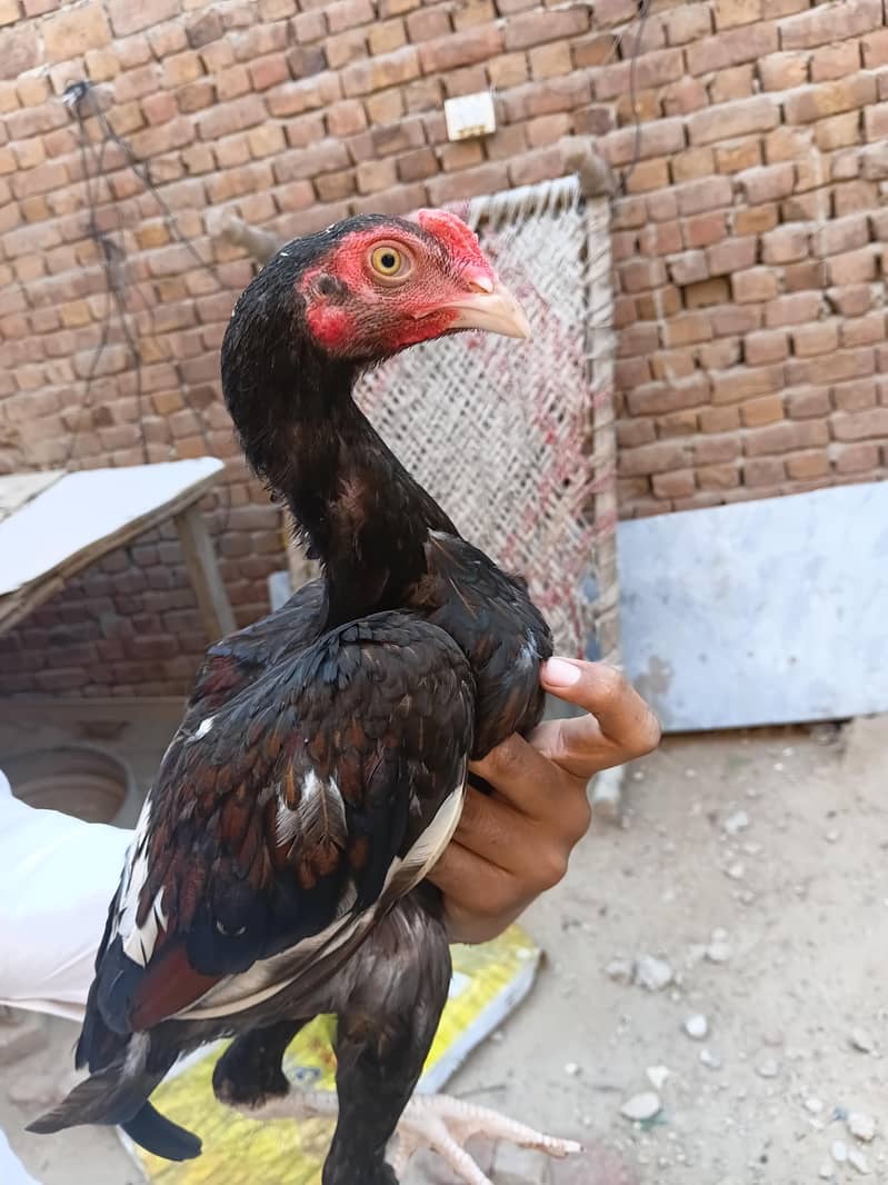 Aseel chicks 4