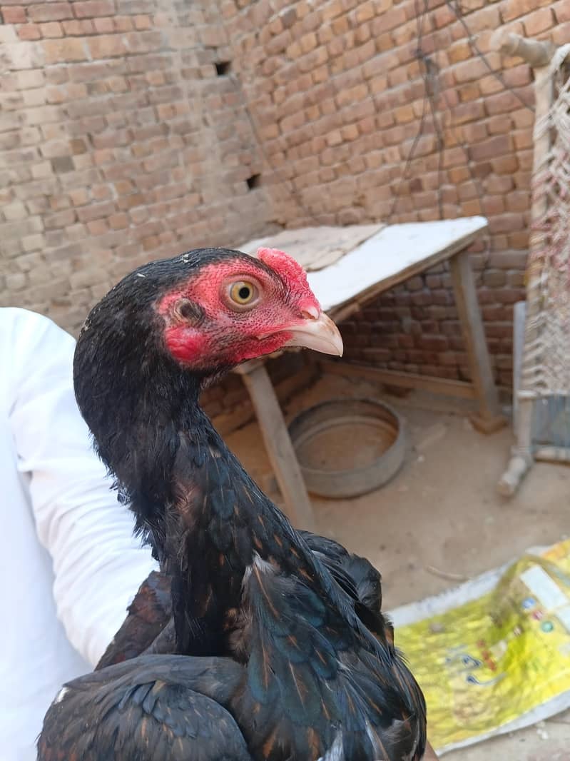 Aseel chicks 5