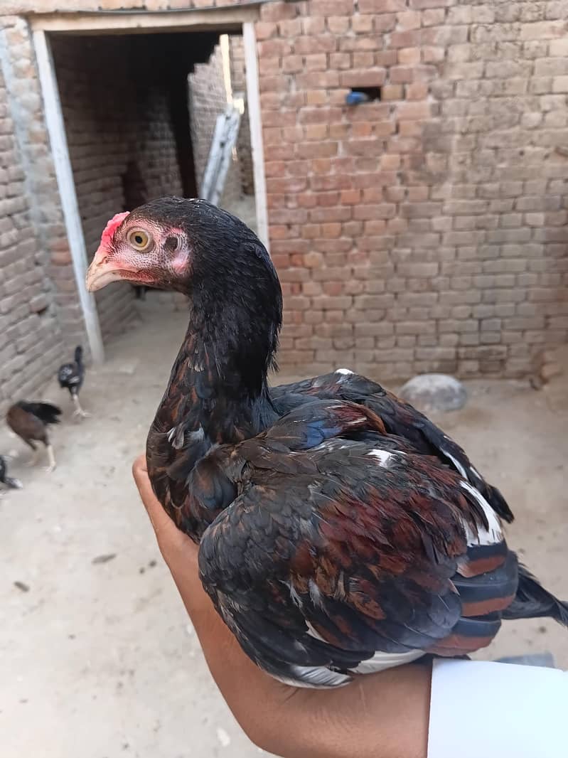 Aseel chicks 6