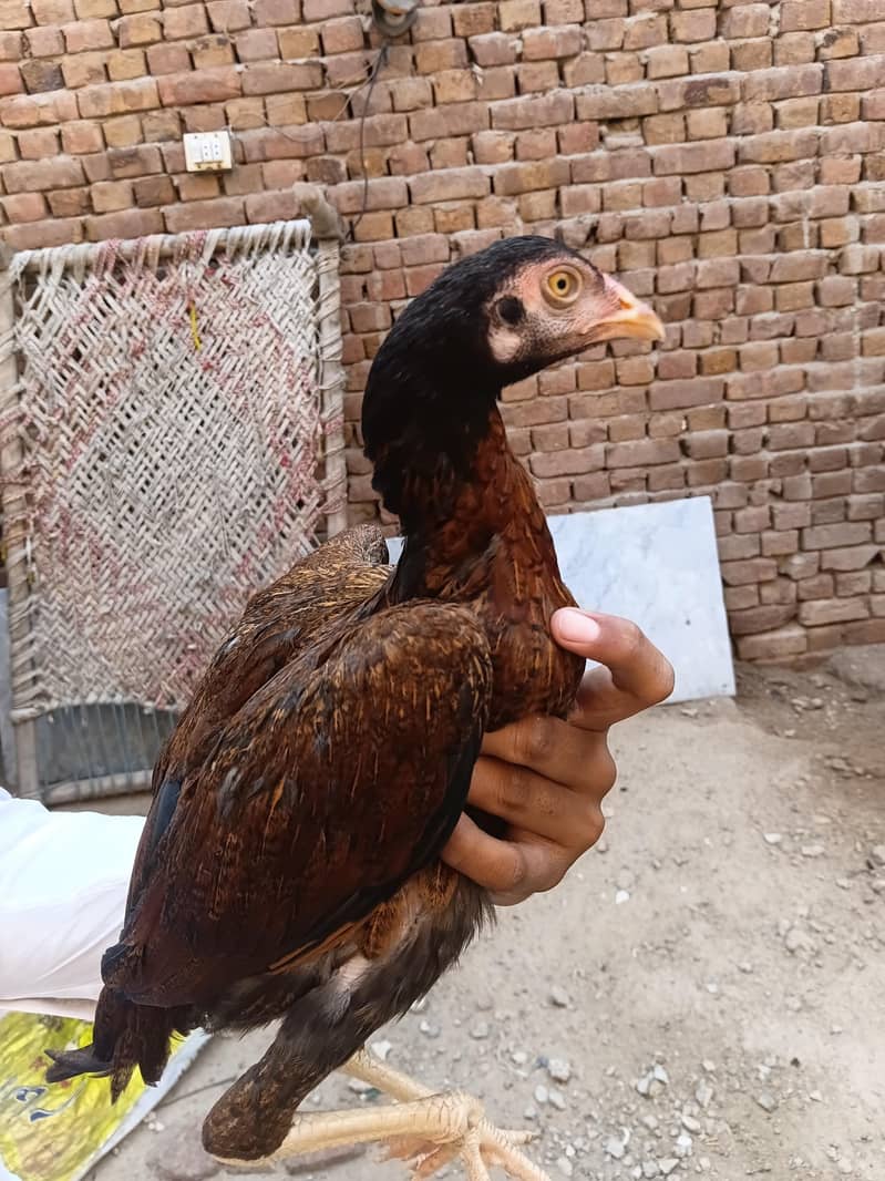 Aseel chicks 7