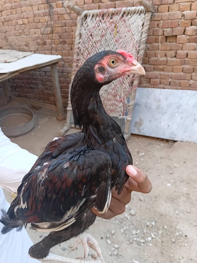 Aseel chicks 9