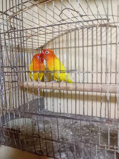 love bird  long fly and healdy pair WhatsApp number 03169772769