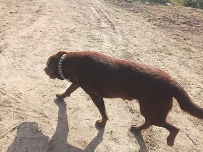 Labra dog for sale