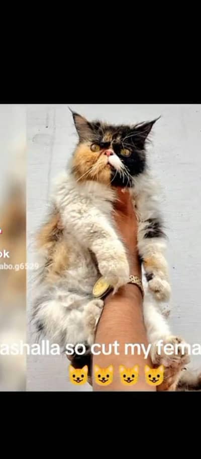 pure piki breeder female for sale eik 2 baar breed ki hai