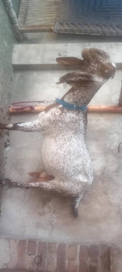 Makhicheeni bakri with female bacha