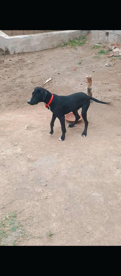 Black Labrador Dog for Sale