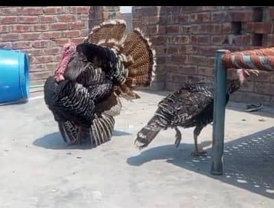turkey Pair for urgent sale