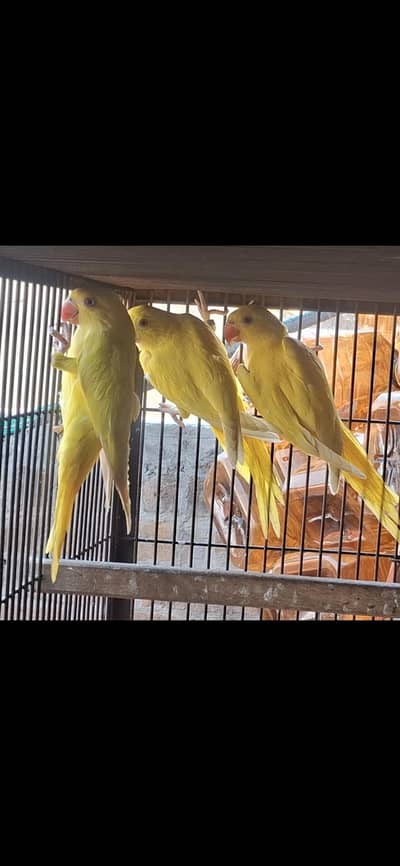 beautiful pet whatsapp 03132738282
