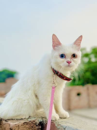 White odd eyes cat
