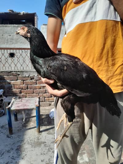 Aseel pure black female