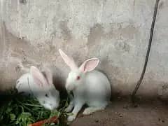 white color red eyes rabbits for sale 5 rabbits
