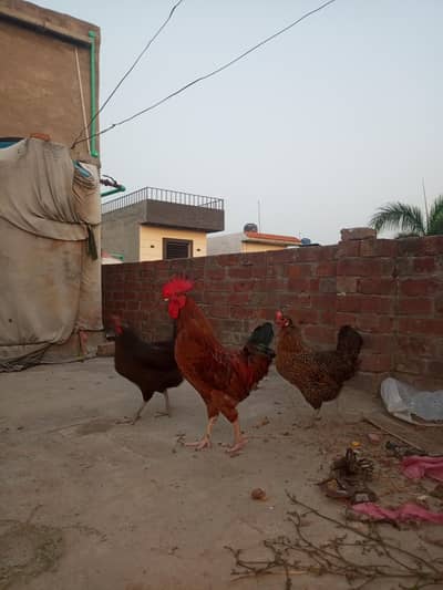 Desi Murgi For Sale 4500