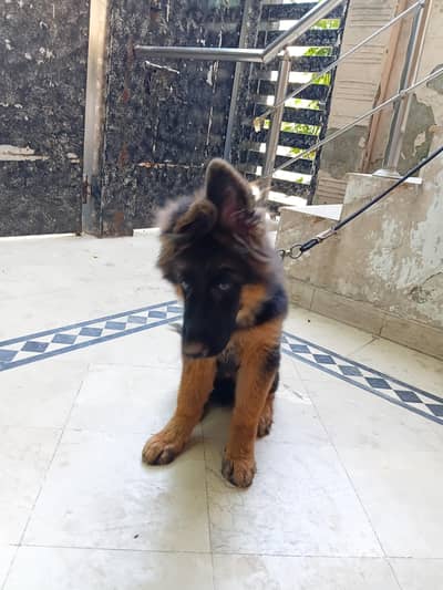 german shepherd long coat