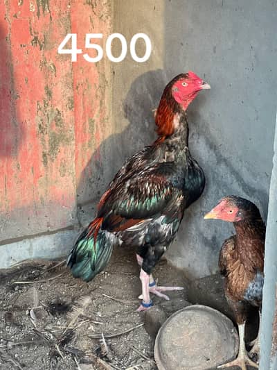 for sale